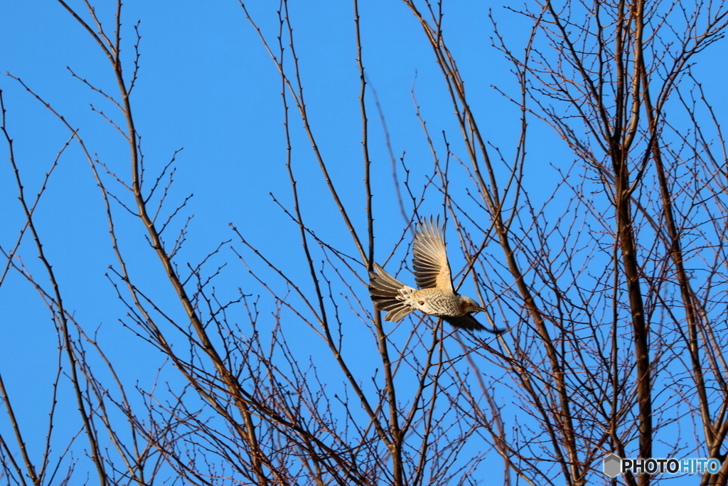 野鳥