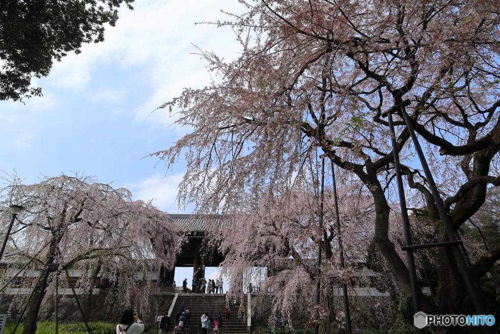 街の花