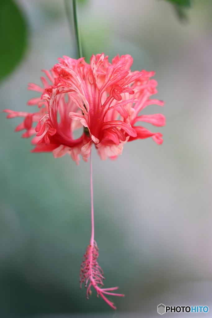 園の花