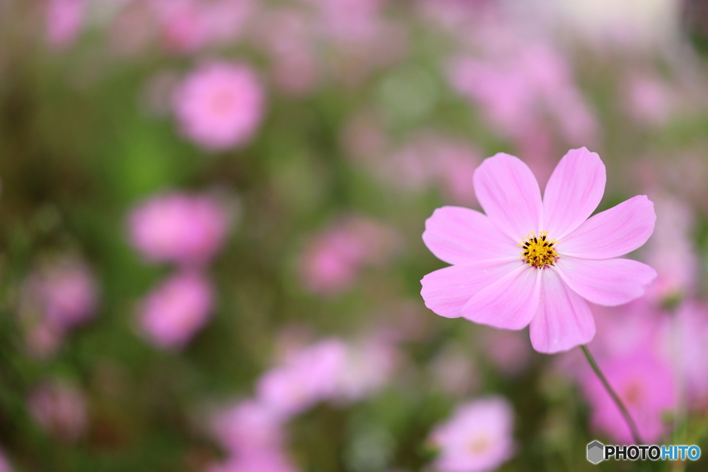 街の花