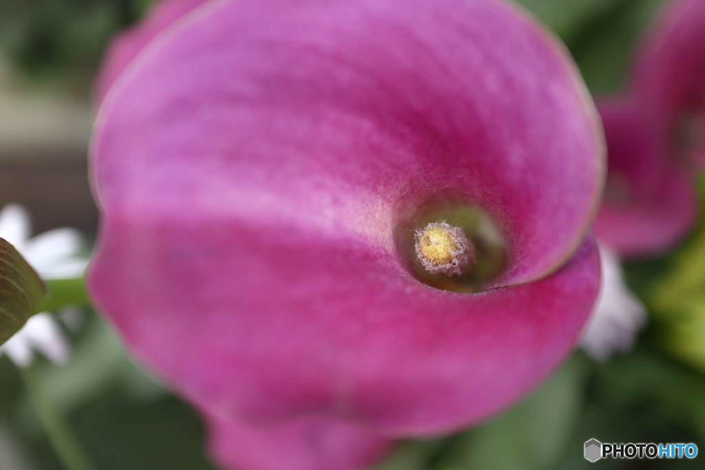 街の花