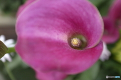 街の花