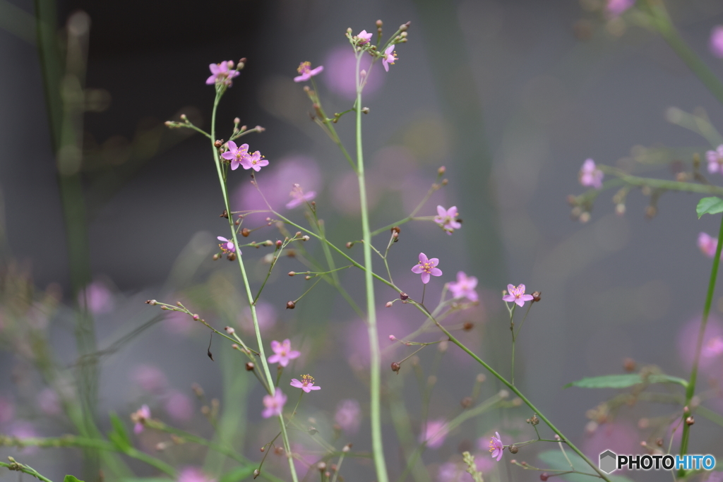 街の花