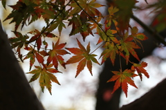 街の紅葉