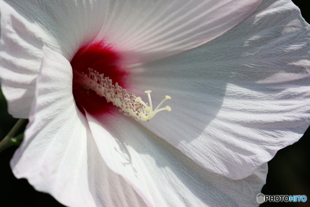街の花