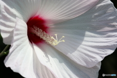 街の花