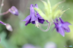 街の花