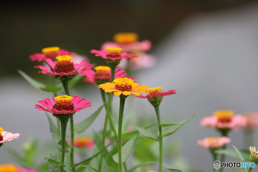 街の花