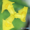 街の花
