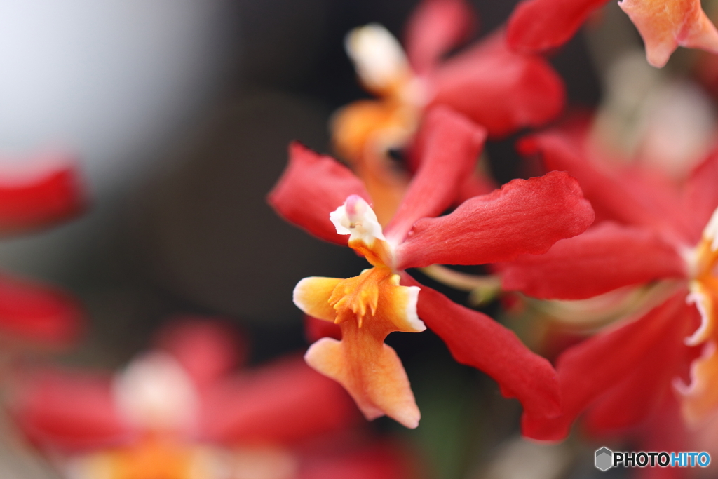 園の花