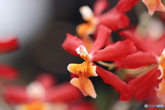 園の花 園の花