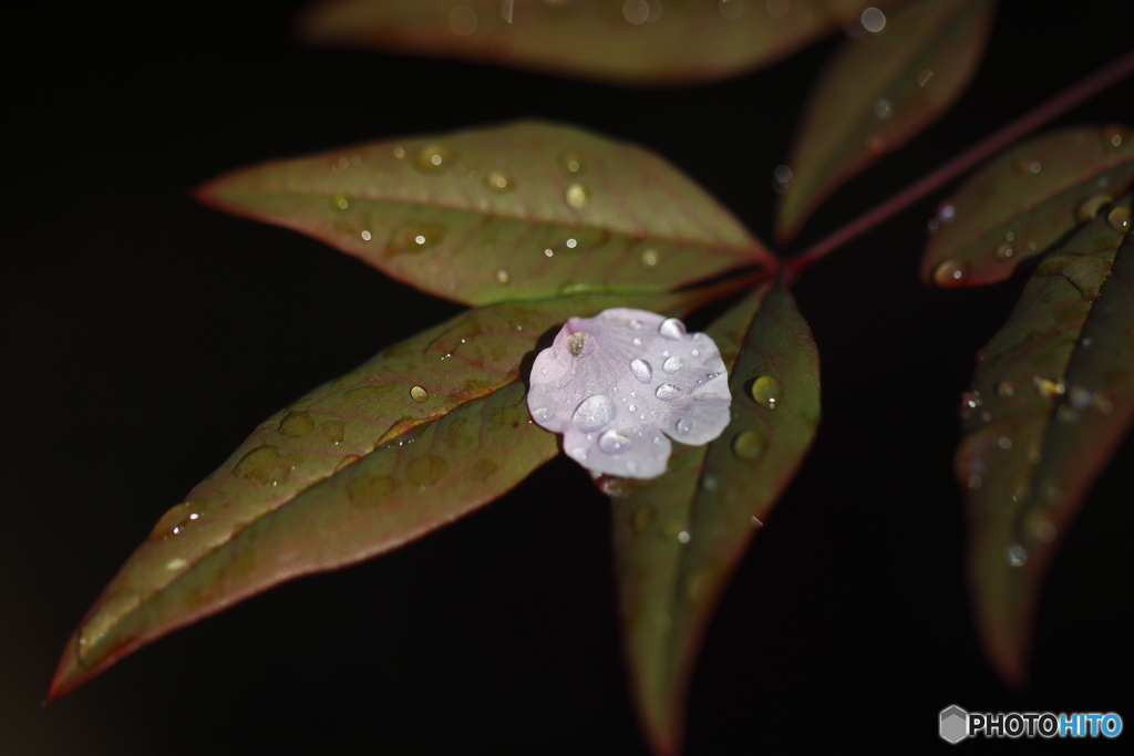 街の花