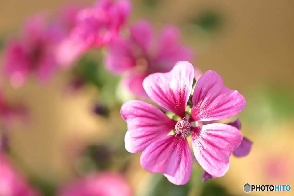 街の花