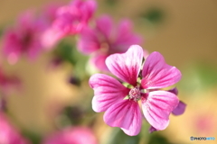 街の花