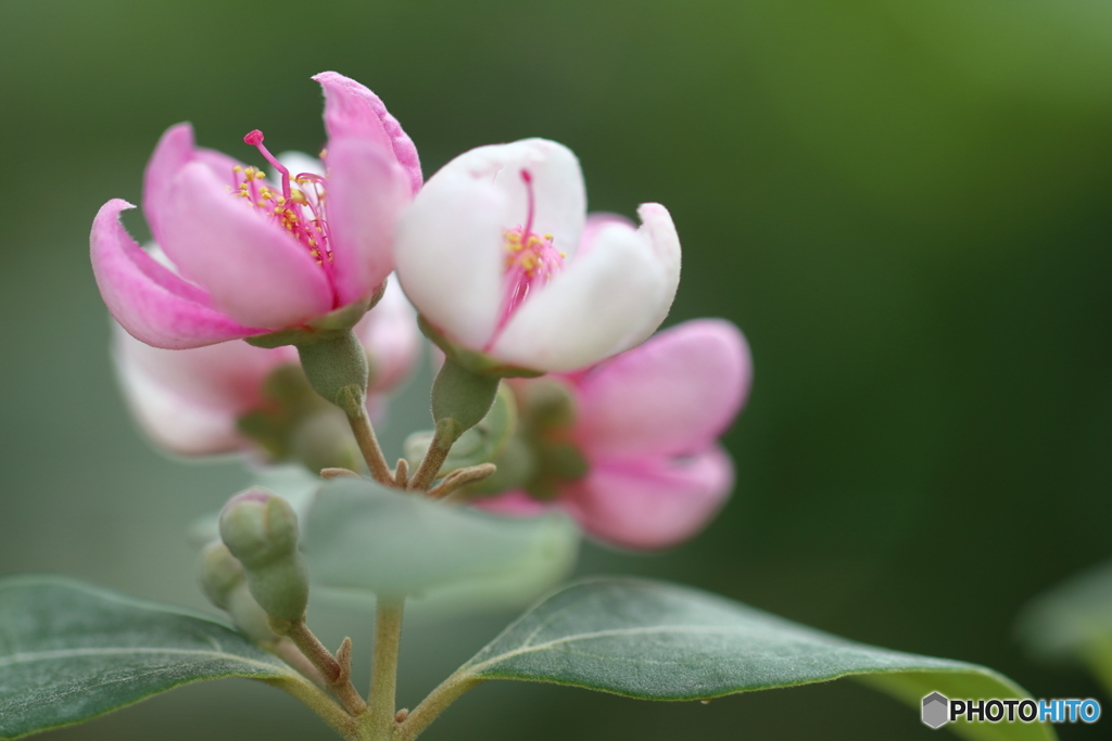 園の花