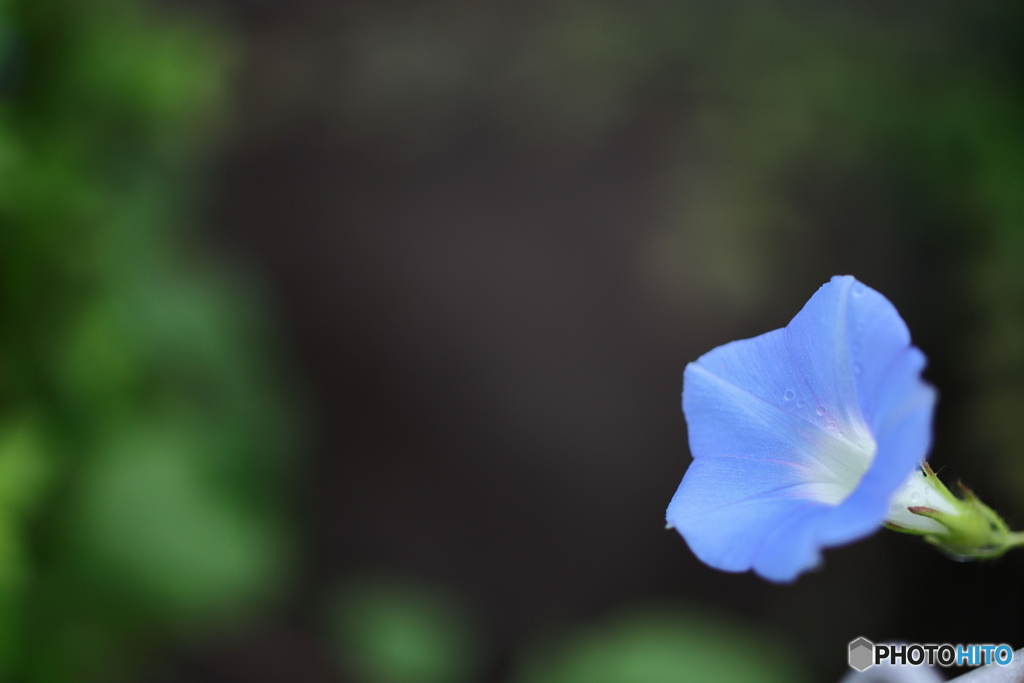 街の花