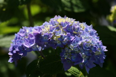 街の花