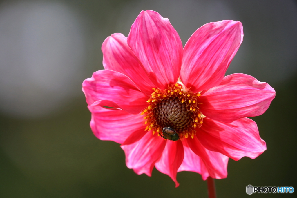 街の花