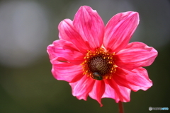 街の花