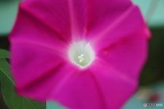 街の花