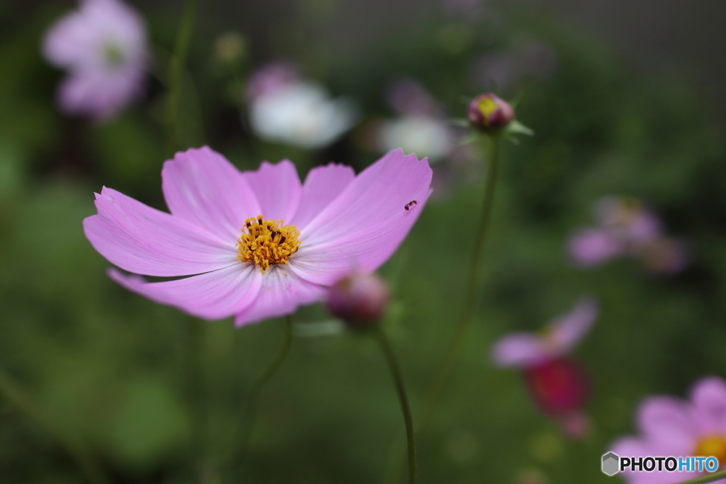 街の花