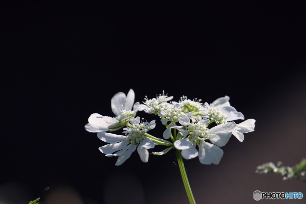 街の花