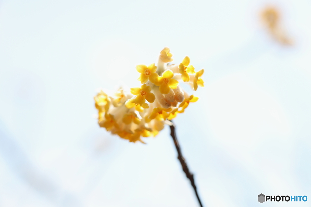 園の花