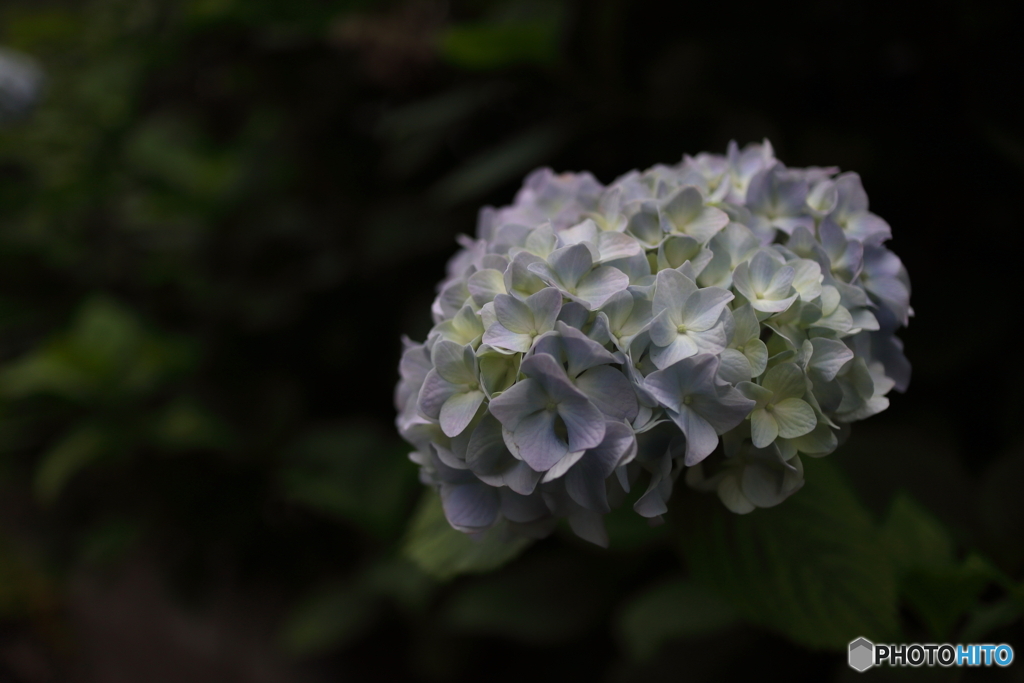 街の花