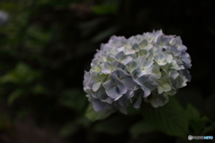 街の花