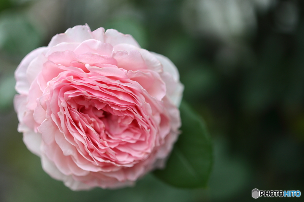 街の花