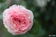 街の花