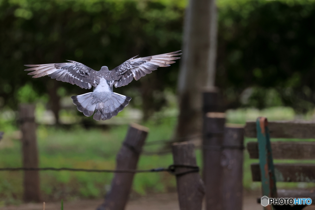 野鳥