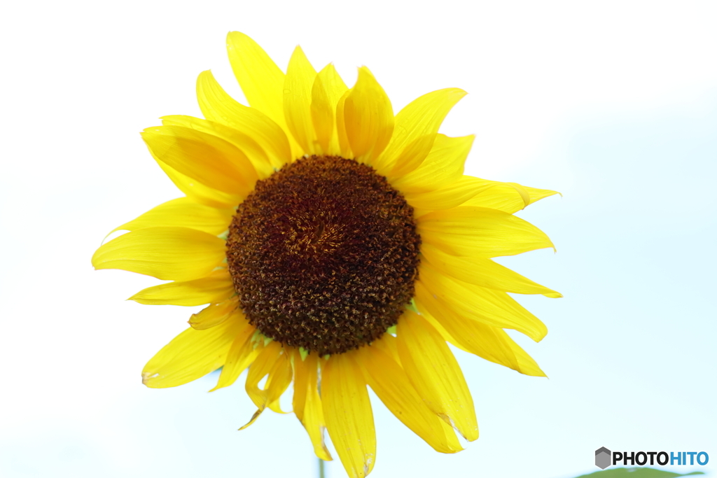 街の花
