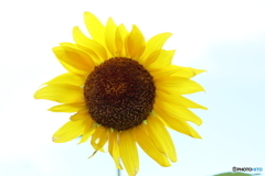 街の花