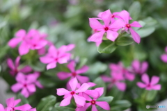 街の花