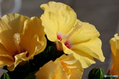 街の花