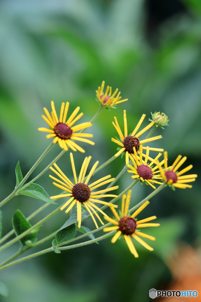 街の花