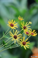 街の花