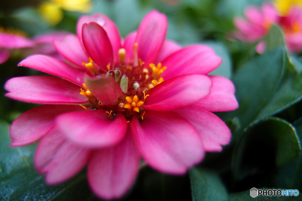 街の花