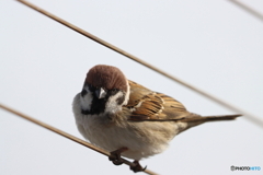 野鳥