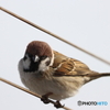 野鳥