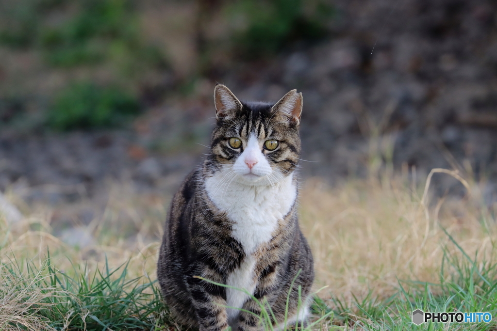 近所の猫