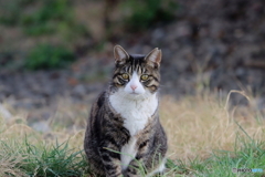 近所の猫