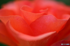 園の花