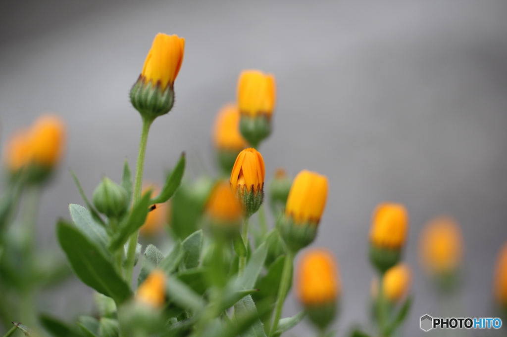 街の花