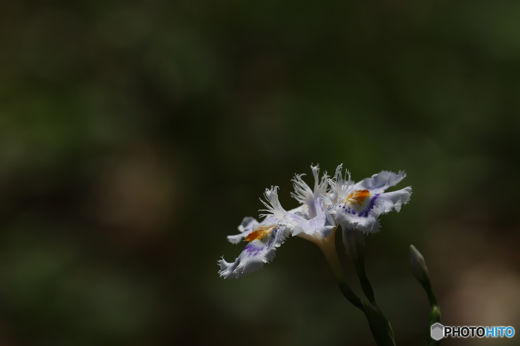 園の花