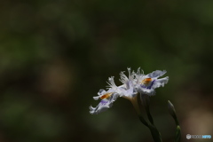 園の花