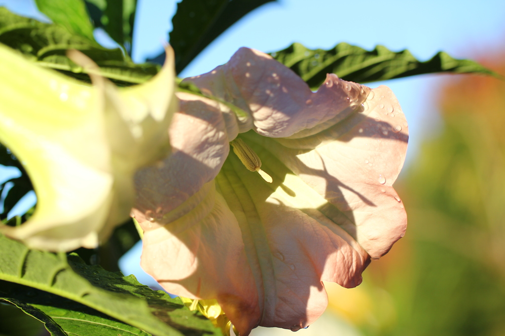 街の花