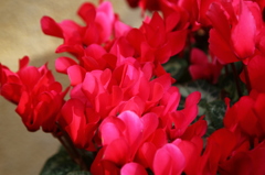 街の花