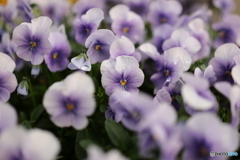 街の花